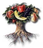 Fruit Tree graphic